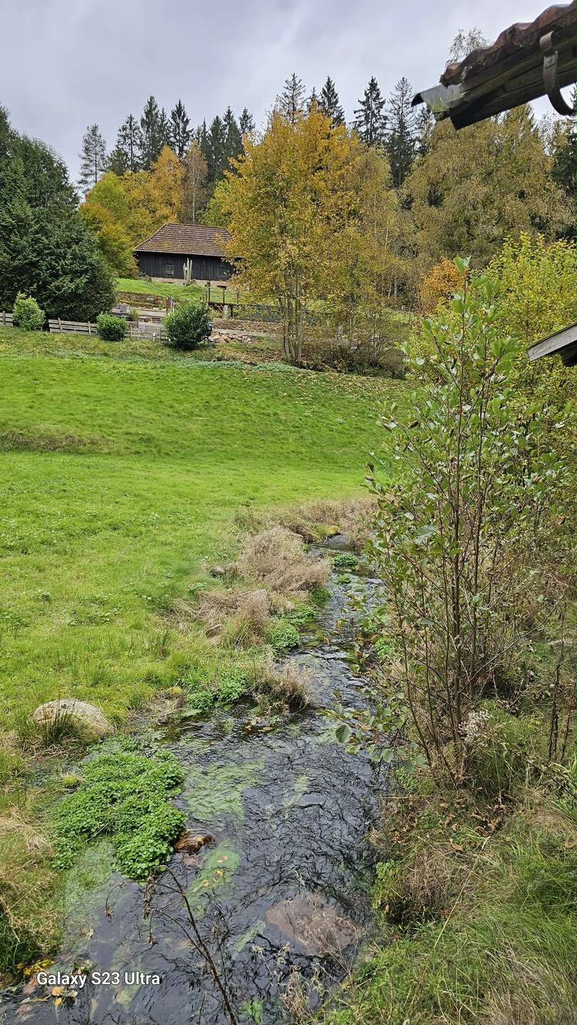 41 Bach am Grundstück